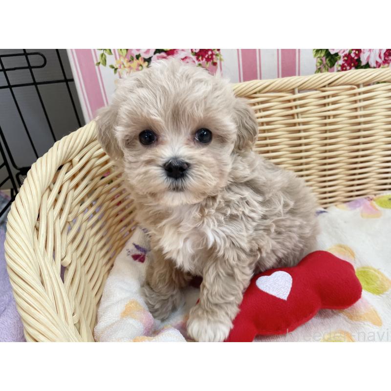 商談中の秋田県のマルプー:マルチーズ×トイプードル-452811