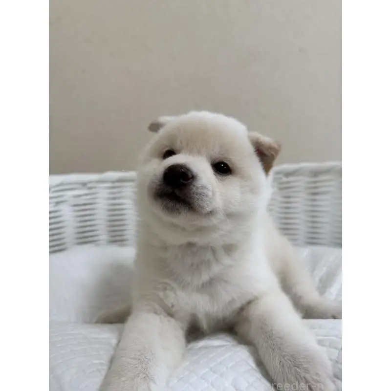 販売中の兵庫県の豆柴-454392