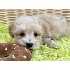 ♀︎マルプー:マルチーズ×トイプードル