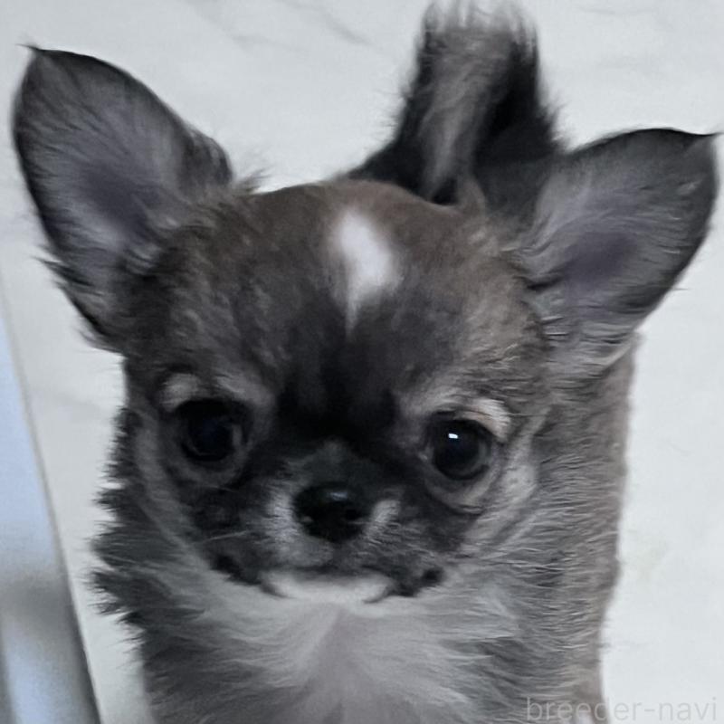 販売中の山口県のチワワ(ロングコート)-451784