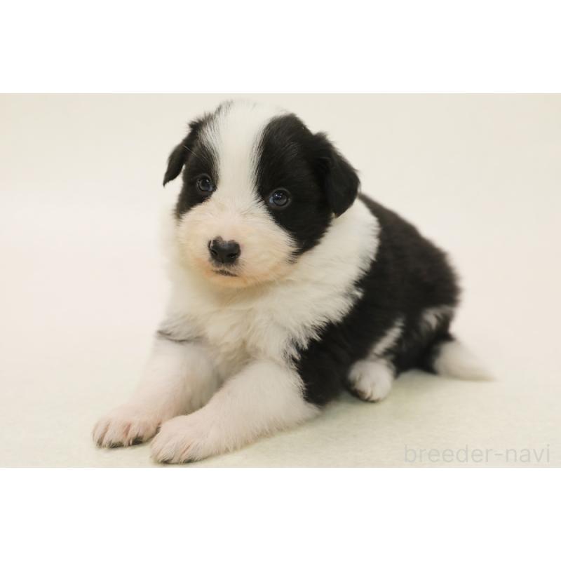 販売中の神奈川県のボーダーコリー-453560