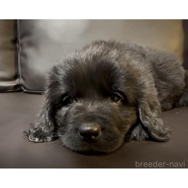 販売中の奈良県のニューファンドランド-454442