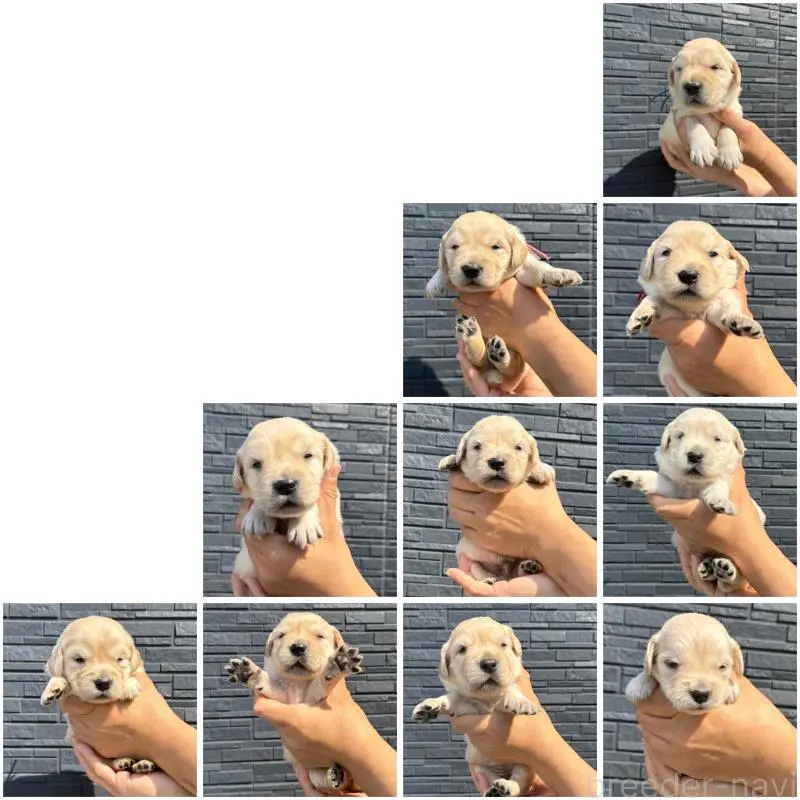 販売中の静岡県のゴールデンレトリーバー-454235