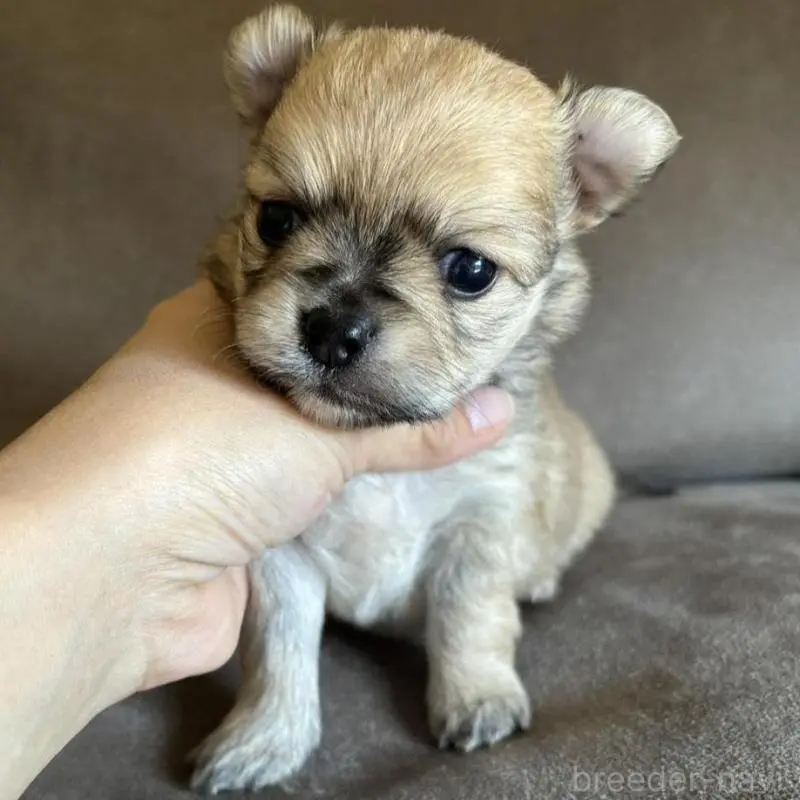 販売中の高知県のポメチワ:ポメラニアン×チワワ-454236