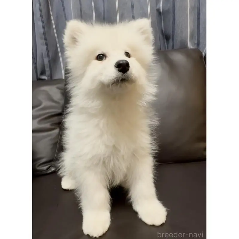 販売中の奈良県のサモエド-454443