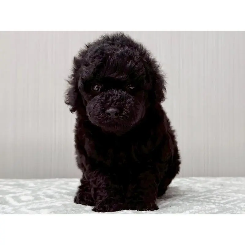 販売中の東京都のタイニープードル-454514