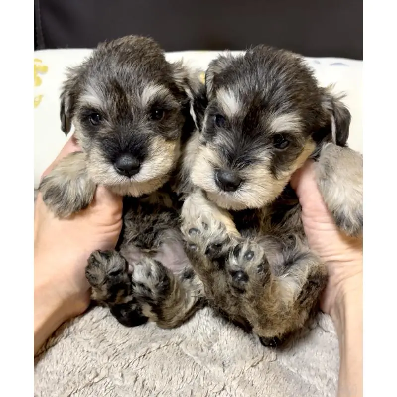 販売中の奈良県のミニチュアシュナウザー-454526