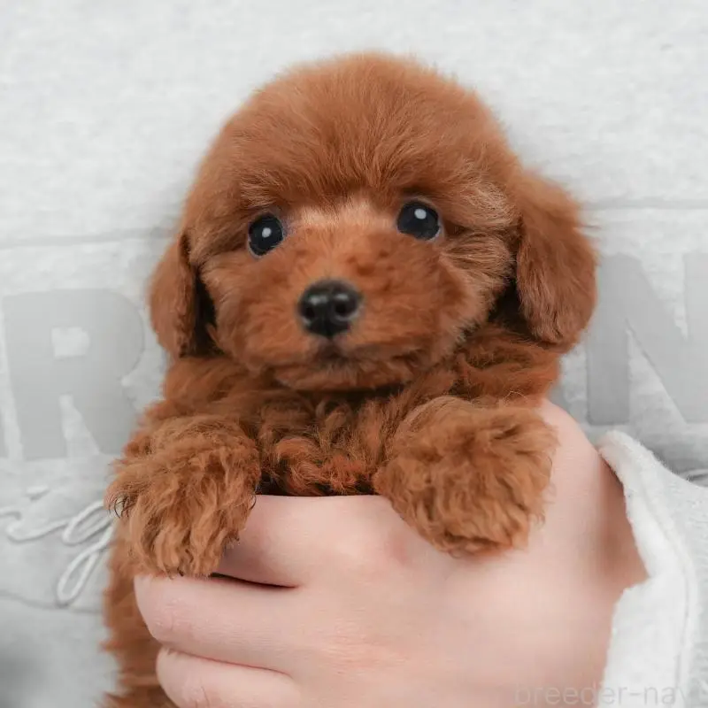 販売中の群馬県のトイプードル-454724