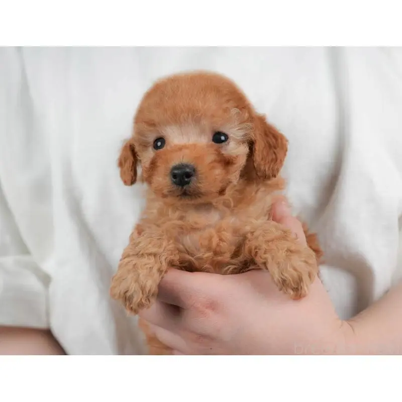 販売中の群馬県のトイプードル-455767