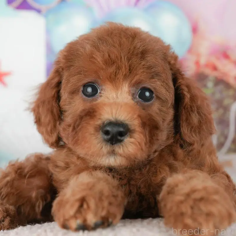 販売中の神奈川県のトイプードル-454558