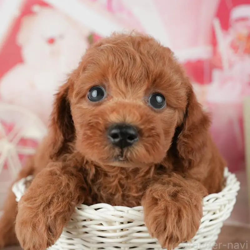 販売中の神奈川県のトイプードル-454561