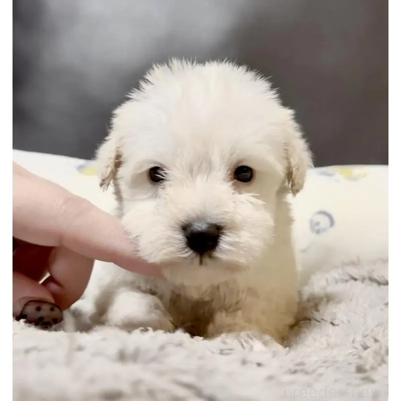 販売中の奈良県のミニチュアシュナウザー-454610