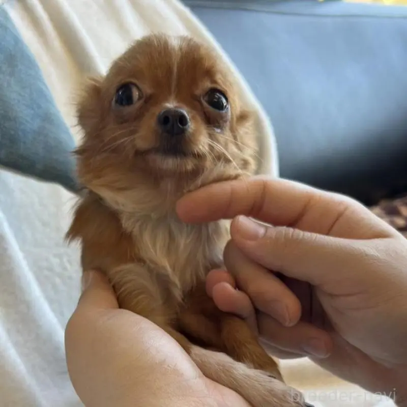 販売中の石川県のチワワ(ロングコート)-454475