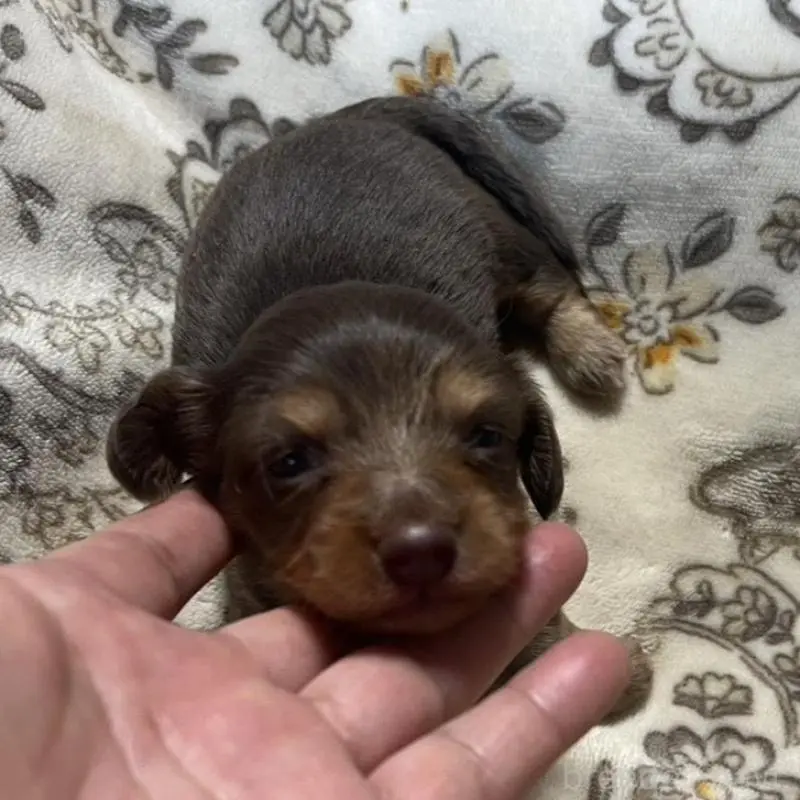 販売中の青森県のカニンヘンダックスフンド(ロングヘアード)-454481