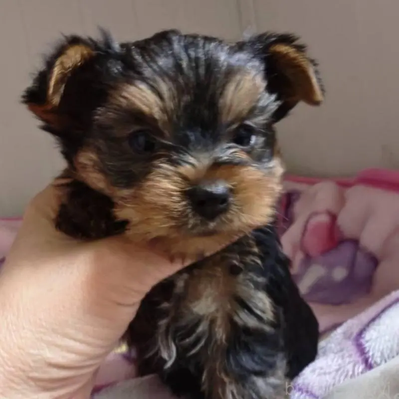 販売中の神奈川県のヨークシャーテリア-454484