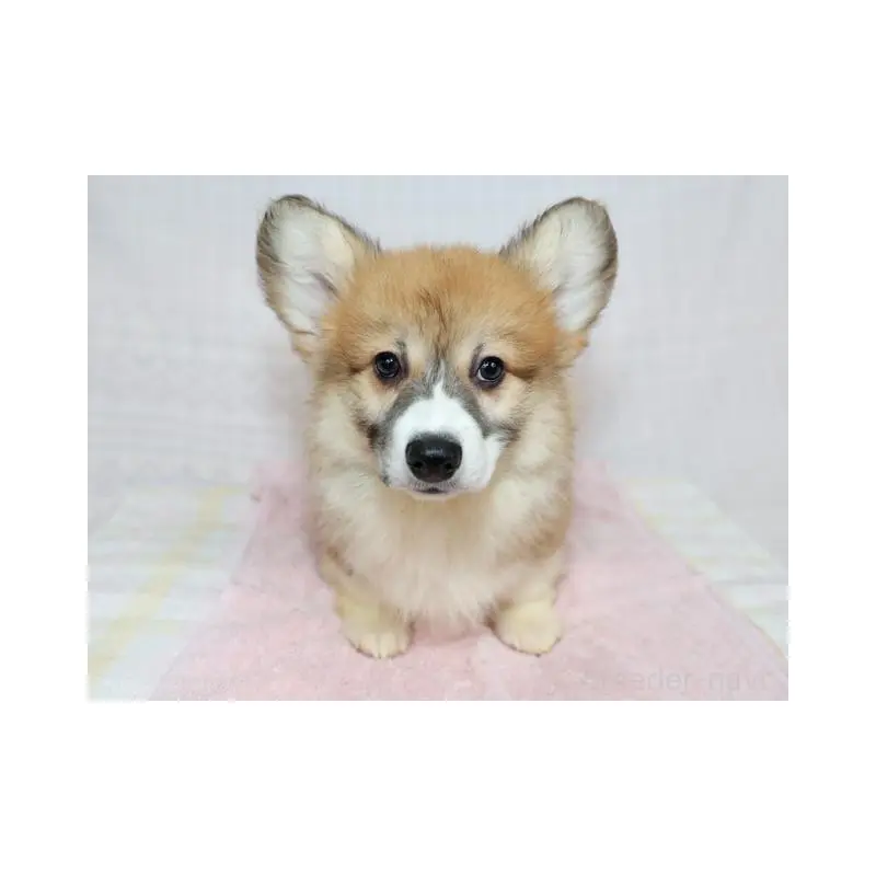 販売中の兵庫県のウェルシュコーギーペンブローク-454736