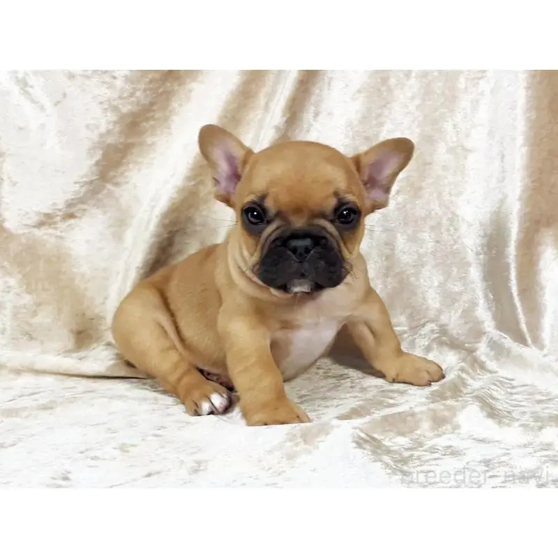 販売中の宮城県のフレンチブルドッグ-454739