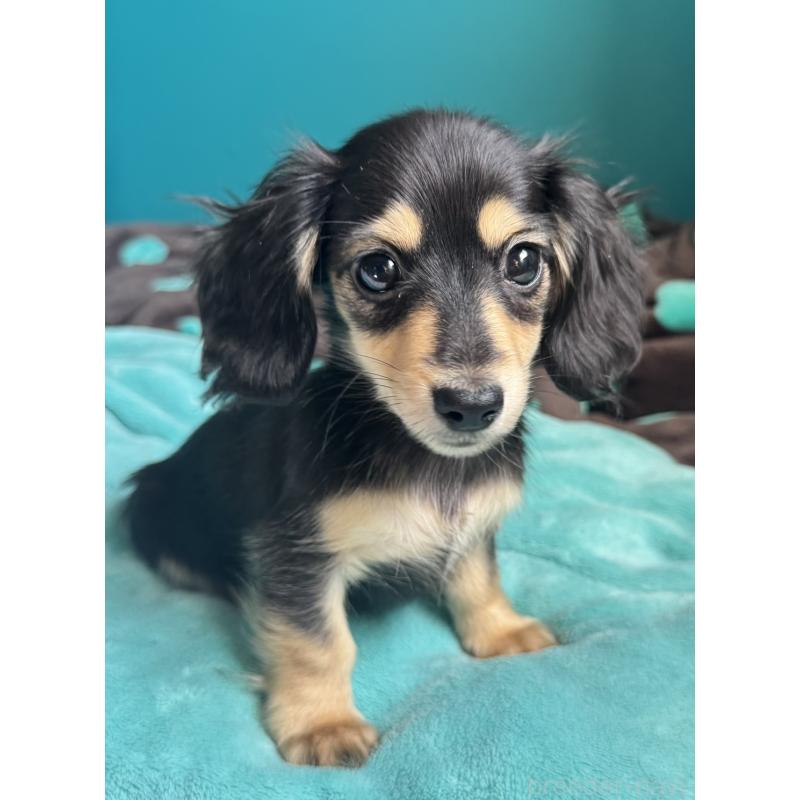 販売中の奈良県のミニチュアダックスフンド(ロングヘアード)-442568