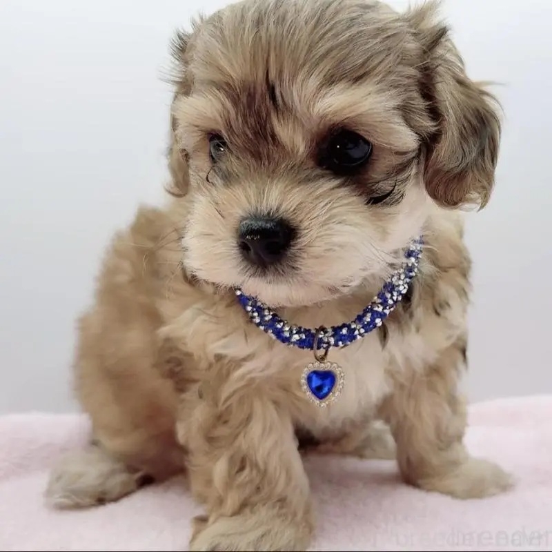 販売中の奈良県のチワプー:チワワ×トイプードル-454794