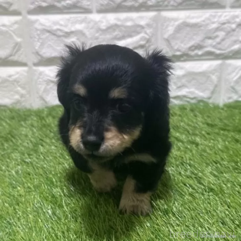 販売中の愛知県のカニンヘンダックスフンド(ロングヘアード)-453714