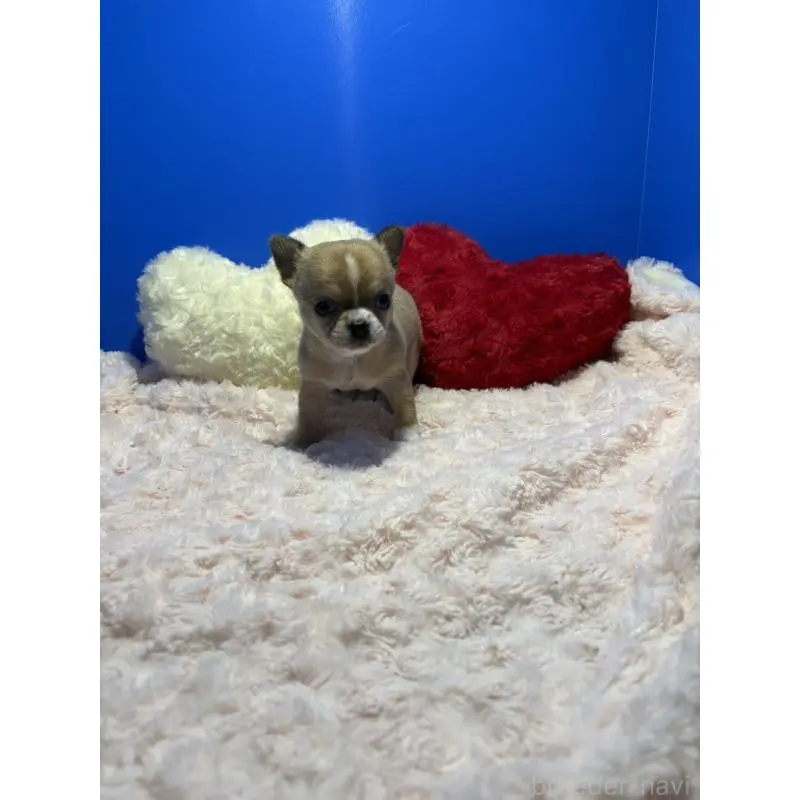 販売中の佐賀県のチワワ(スムースコート)-454809