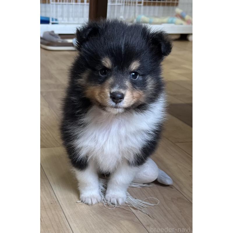 販売中の鹿児島県のシェットランドシープドッグ(シェルティ)-452781