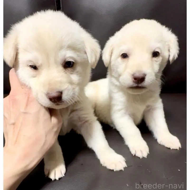 販売中の奈良県のミックス犬-454853