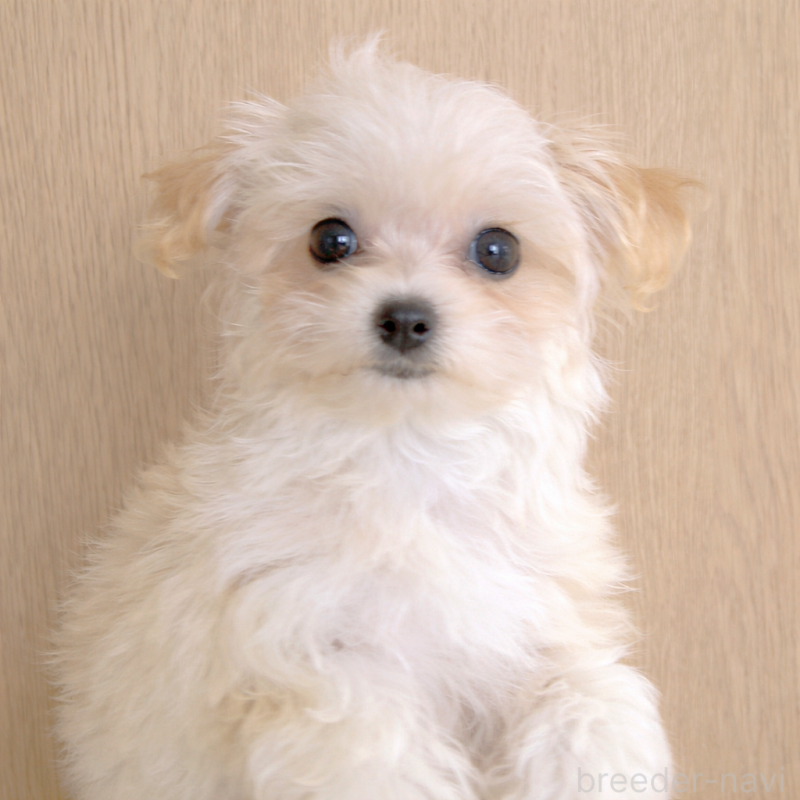 販売中の大分県のマルプー:マルチーズ×トイプードル-451519