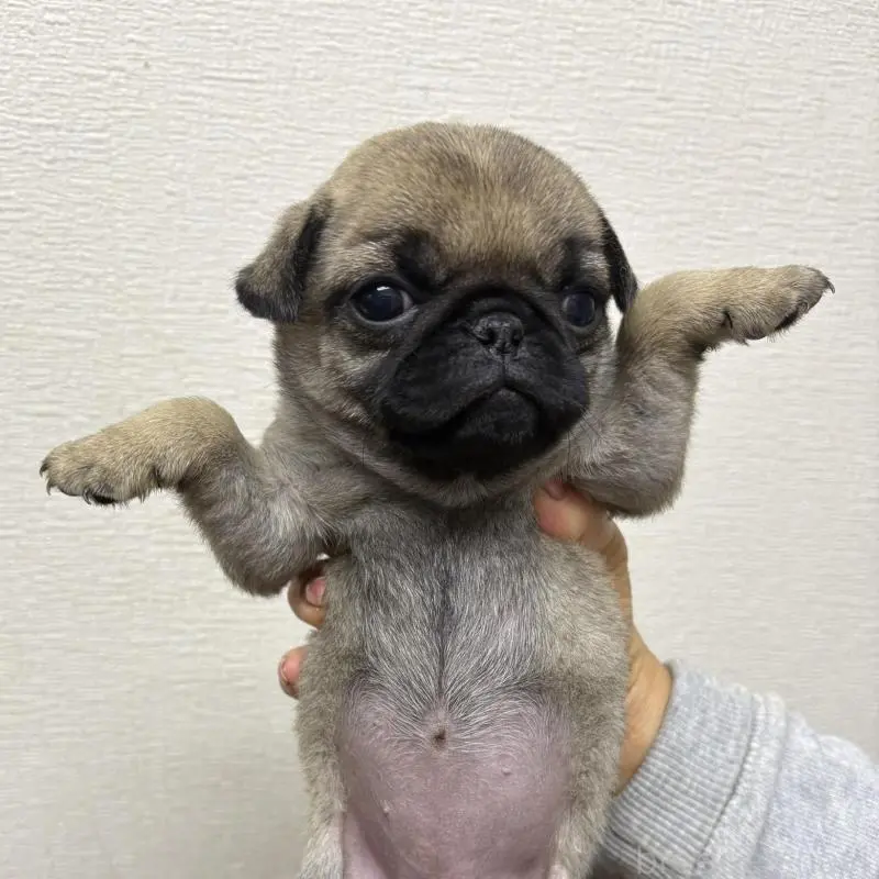 販売中の千葉県のパグ-454698