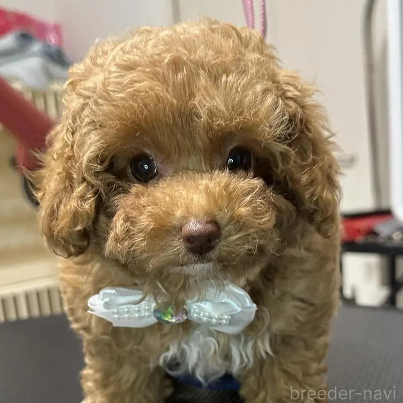 販売中の熊本県のティーカッププードル-454708