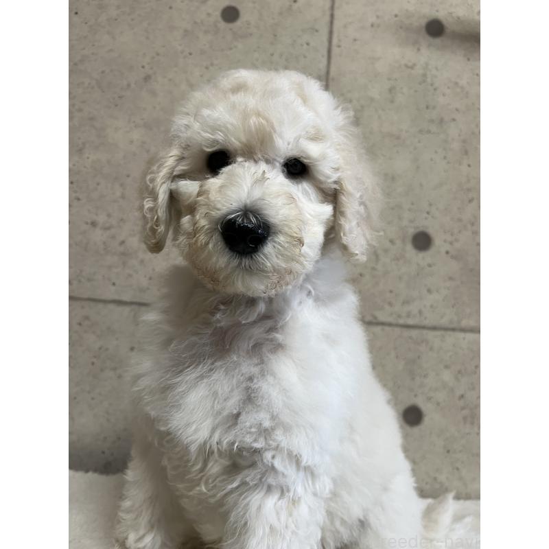 販売中の大阪府のスタンダードプードル-451603
