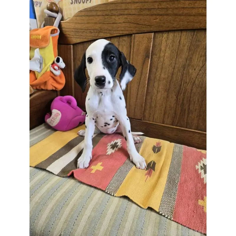 販売中の大阪府のダルメシアン-454929