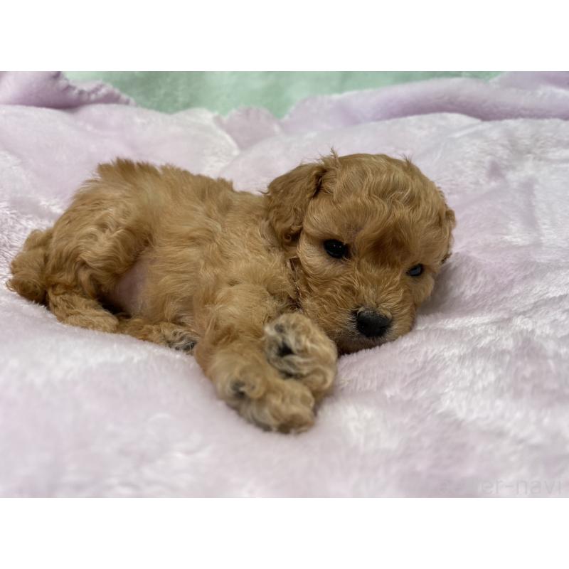 販売中の神奈川県のトイプードル-454950