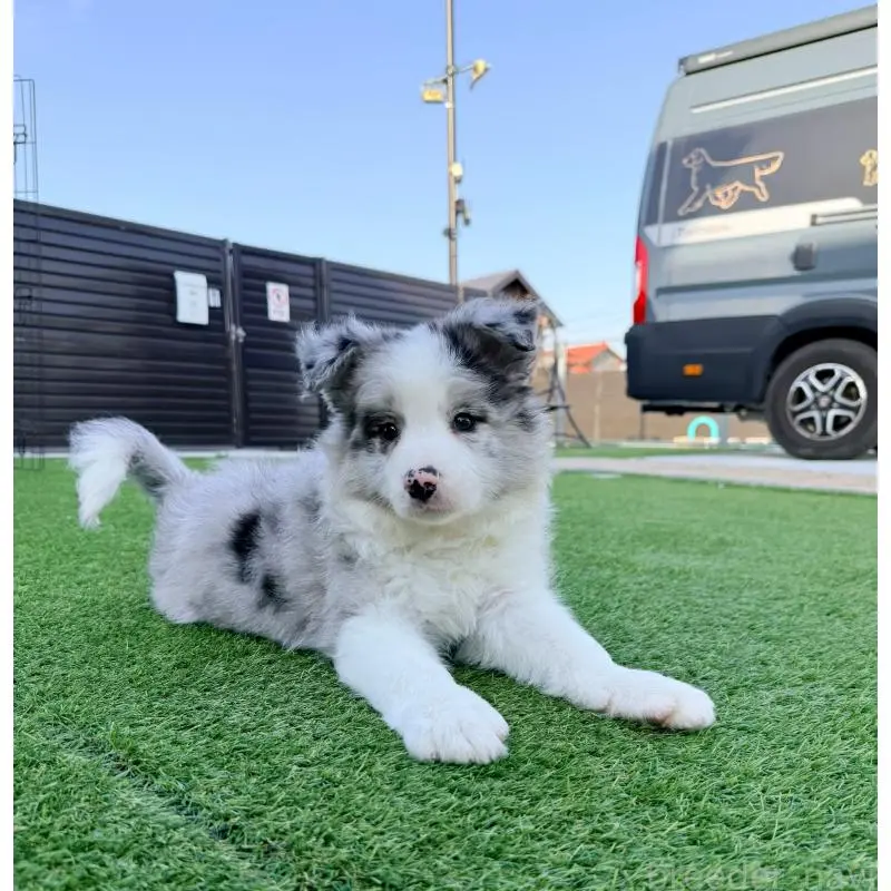 販売中の埼玉県のボーダーコリー-454960