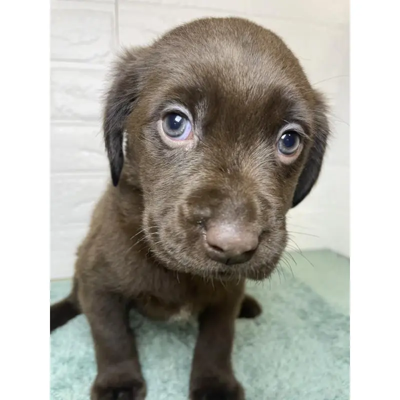 商談中の千葉県のラブラドールレトリーバー-454968