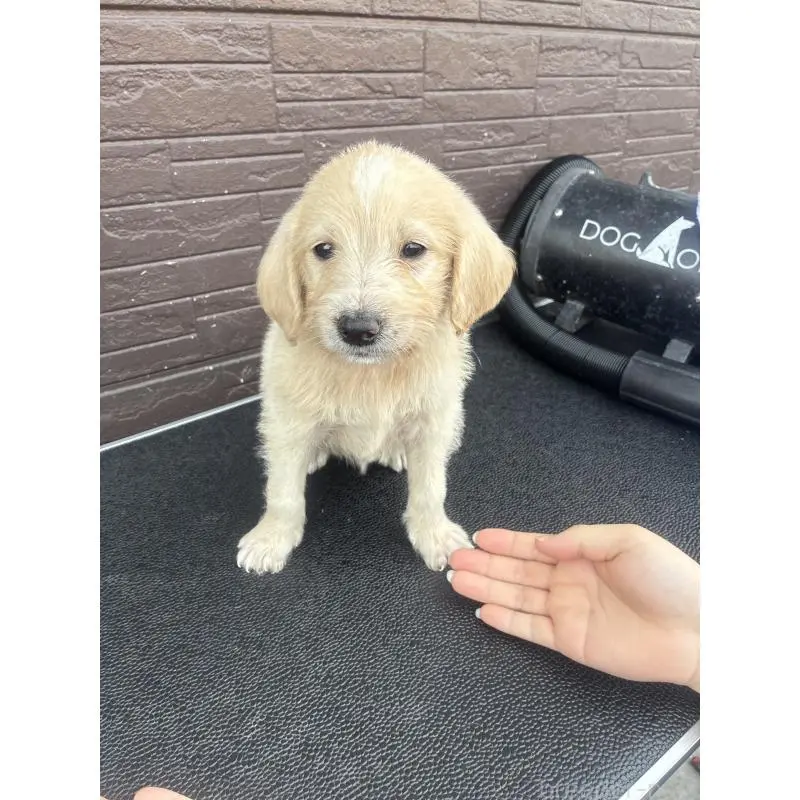 販売中の滋賀県のラブラドゥードル:ラブラドールレトリーバー×プードル-454969