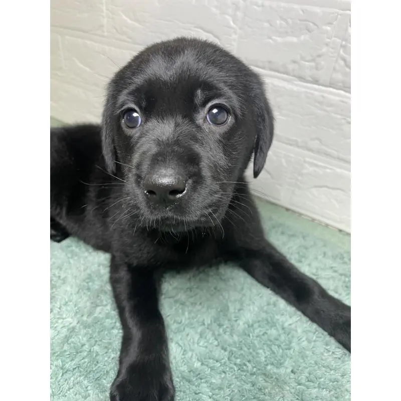 販売中の千葉県のラブラドールレトリーバー-454979