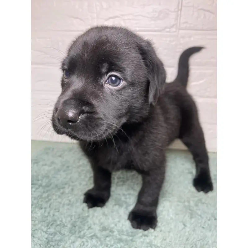 販売中の千葉県のラブラドールレトリーバー-454998