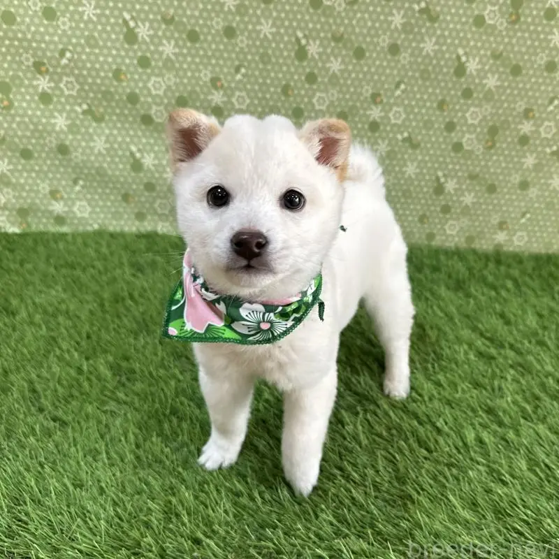 販売中の広島県の豆柴-455035