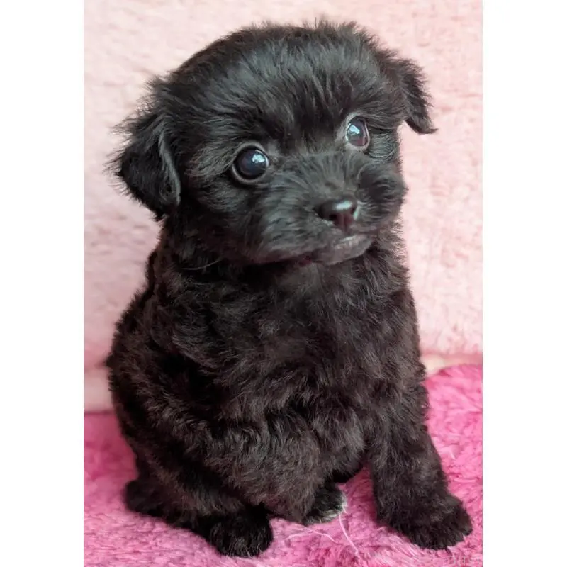 販売中の静岡県のミックス犬-455075