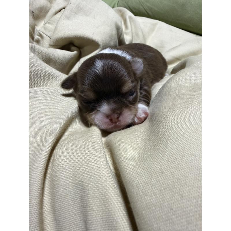 販売中の福岡県のチワワ(ロングコート)-455098