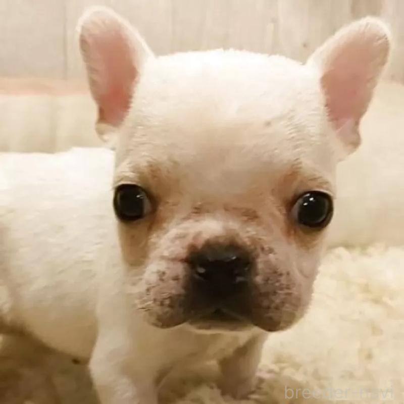 販売中の愛知県のフレンチブルドッグ-455101