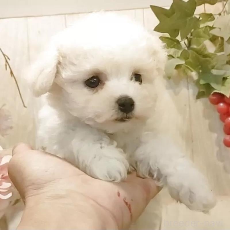 販売中の愛知県のビションフリーゼ-455102