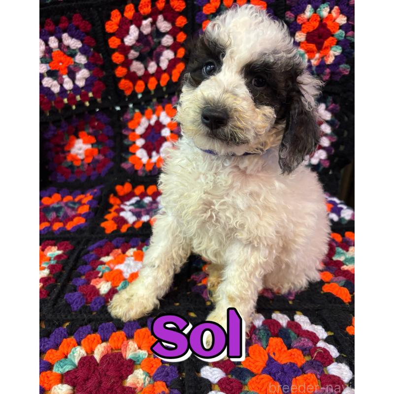 販売中の茨城県のミディアムプードル-455105