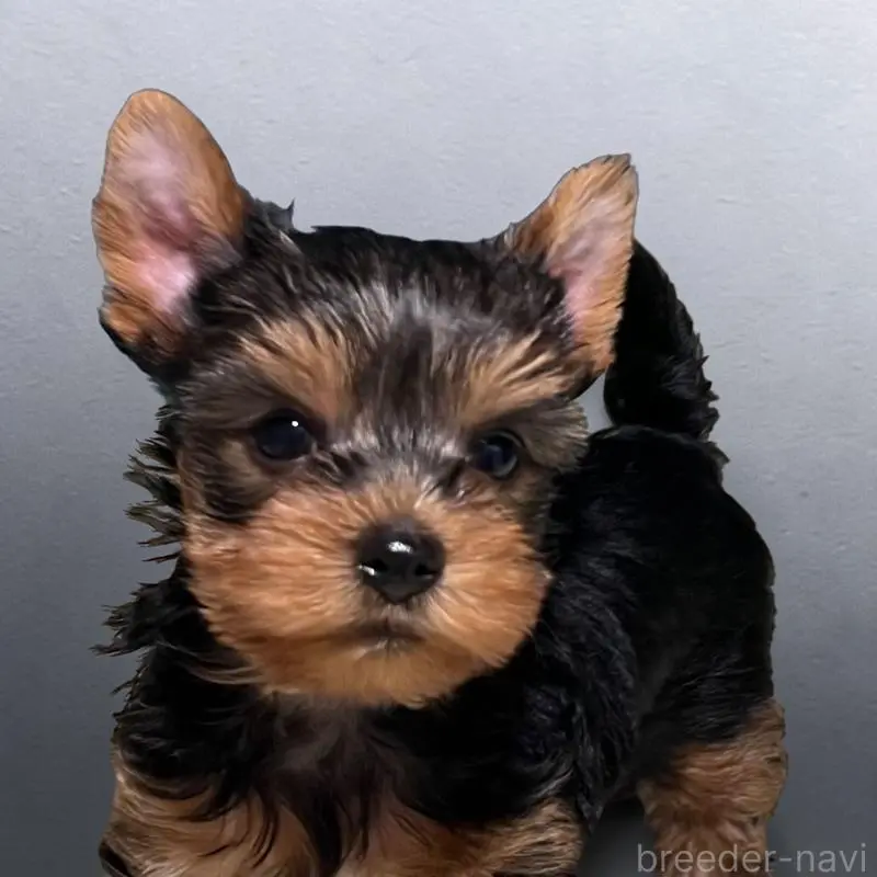 販売中の茨城県のヨークシャーテリア-455109