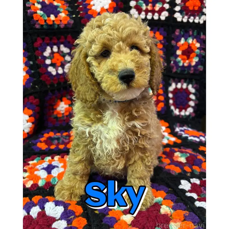 販売中の茨城県のミディアムプードル-455106