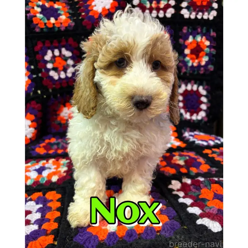 販売中の茨城県のミディアムプードル-455108