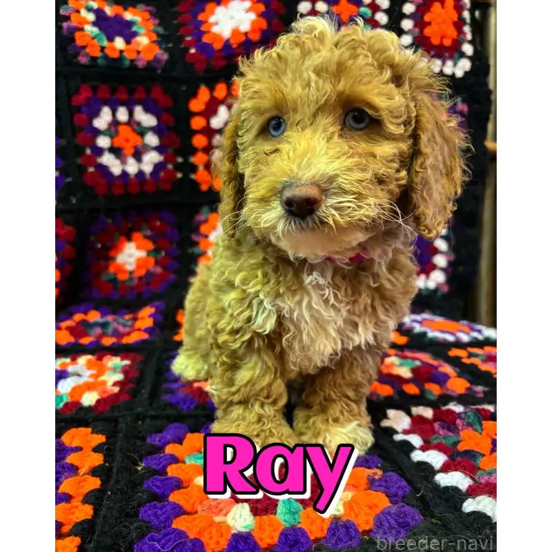 販売中の茨城県のミディアムプードル-455110