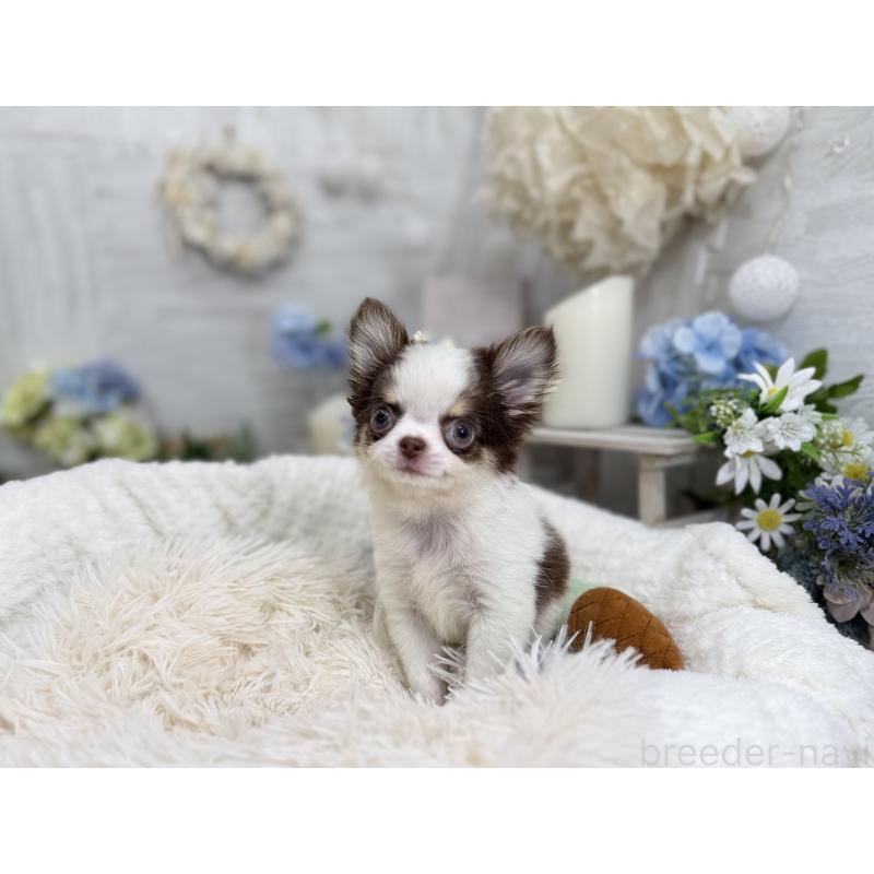 販売中の京都府のチワワ(ロングコート)-444566