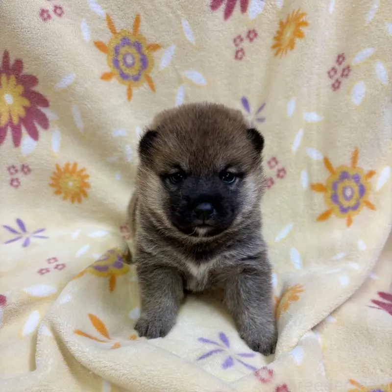 販売中の長野県の柴犬-455180